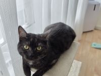 Europäische kurzhaarige kater