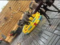 American Bulldog-Weimaraner Mischling