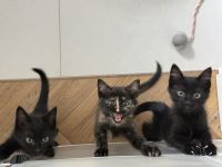 EKH Kitten Katze Kater Europäisch Kurzhaar