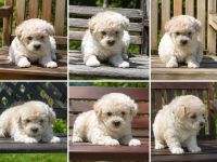Maltipoo Welpen F1b Maltipoo