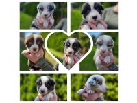 Australian Shepherds, Aussie Welpen