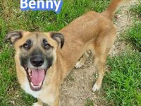 Benny, 07/23 - lebensfroh und liebevoll, wartet auf seine Chance im Leben