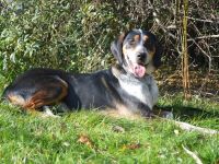 LOUIS, Jagdhund Mischling (kastriert) SGB 590,00 €