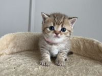 Britische Kurzhaar Kitten