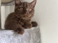 Nur noch ein BKH Katerchen, Kitten in chocolate mit Stammbaum