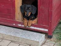 Kurzhaardackel suchen ein Zuhause