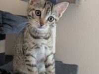 Kitten von Lilly und Finn