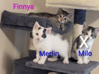 Kitten von Lilly und Finn