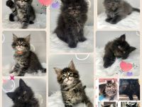 Zauberhafte reinrassige Maine Coon Kitten