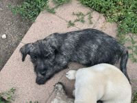 Süße Havanese Mix Welpen