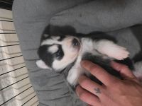 Wunder schöne Husky Welpen zum verkaufen