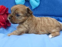 Yorkshire Terrier Welpen