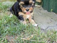 Yorkshire Terrier Welpen