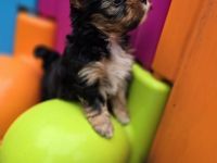 Yorkshire Terrier Welpen