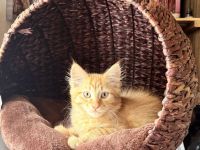 Maine Coon Sphynx Kater Kitten