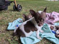❤️ Drei einzigartige Chihuahua-Pinscher-Welpen suchen ihr Für-immer-Zuhause