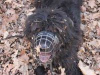 Lucky, Riesenschnauzer-Wachtel-Mix, geb. 2018, su. Menschen mit Rasseerfahrung und Kompetenz