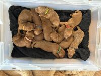 Rote Goldendoodle Multi-Generationen-Doodle Welpen