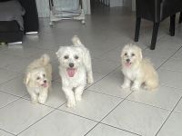Maltipoo Welpen