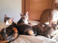 Thelma, Maya und Cashi