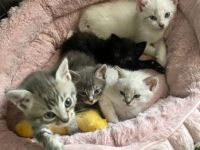 Amy, Tina, Bowie, Elvis und Fredy