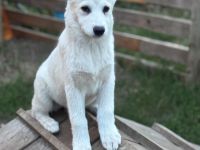 Samusky