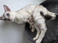 Bengalin sucht heim