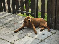 Zuckersüße Labrador Foxred Hündin