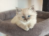 Neva Masquarade Kitten