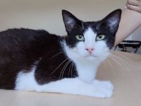 Gora sucht ein Zuhause mit freundlichen Katzenkumpels