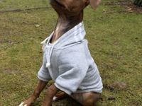 Jack Russell
