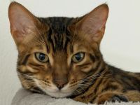 Wunderschöner, reinrassiger Bengal-Deckkater „Clock“ (1 Jahr) sucht Damenbesuch! 🐆🐾