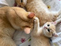 Britisch Kurzhaar Kitten Red Golden
