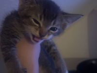 baby katzen suchen ein neues zuhause