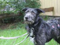 Winnie, Jagdhund-Schnauzer-Mix, geb. 2024, su. hundeerfahrene Menschen, die wissen wie man mit ängli