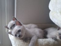 Wir verkaufen Siam Blue Point Kitten