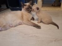 Wir verkaufen Siam Blue Point Kitten