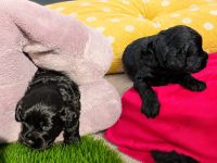 Labradoodle Welpen Mini