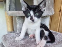 OKH Katzenkinder