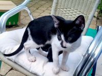 Wunderschöne OKH Katzenkinder