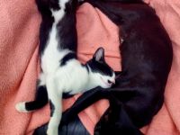 Wunderschöne OKH/ Siam Katerchen