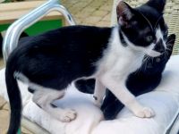 OKH Katzenkinder