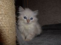 sibirische Katzenbabys mit Stammbaum