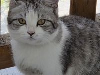 !! Liebe Britisch Kurzhaar- Katze sucht dringend neues Zuhause!!
