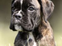 Boxerwelpen zu verkaufen