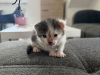 Maine Coon Mix Kitten