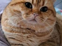 Deckkater, BKH, mit Stammbaum