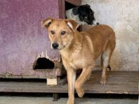 Schüchterner Rüde Romy sucht liebevolles Zuhause