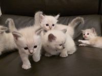 "Platz vor Preis" Ragoll Kitten zur abgabe