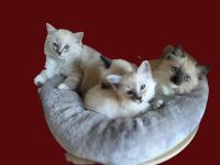 Traumhafte Ragdolls Kitten Abgabe ab 28.06.26